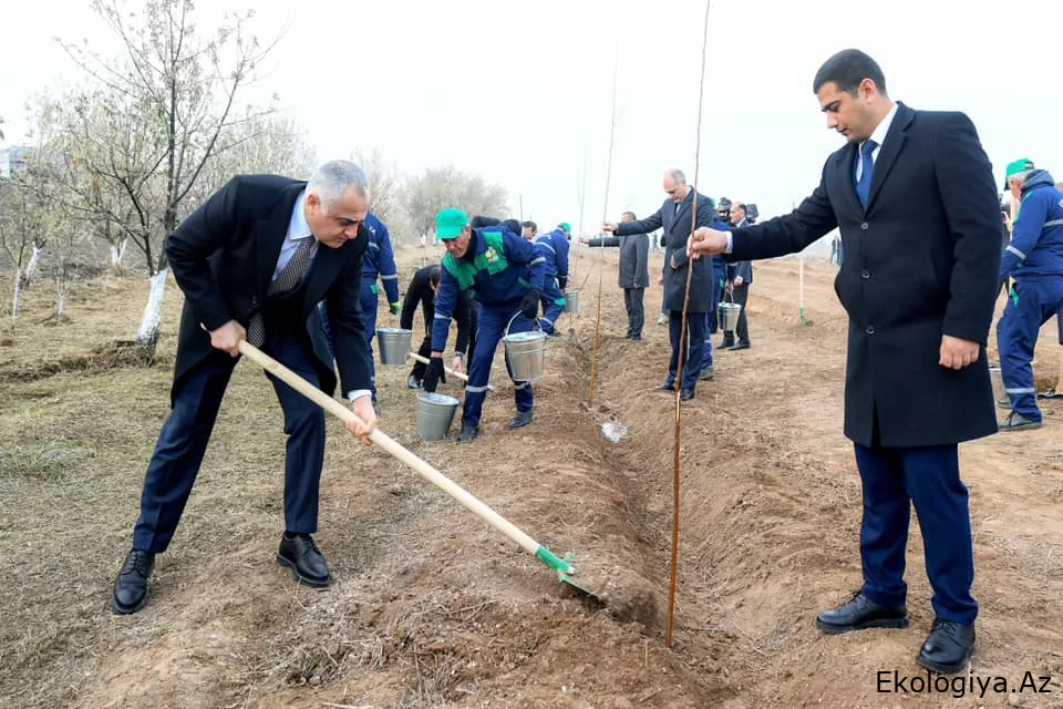 Naxçıvanda Ümummilli Lider Heydər Əliyevin xatirəsinə ağacəkmə aksiyası keçirilib - FOTO