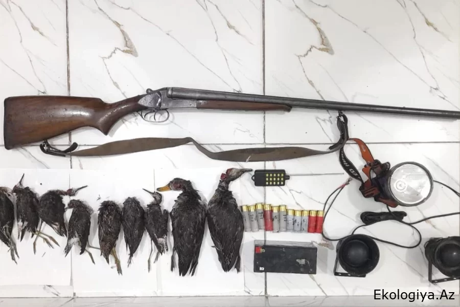 Masallıda qanunsuz ov faktları aşkarlanıb