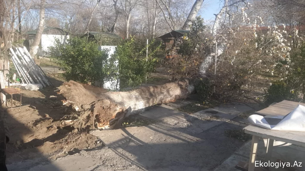 Güclü külək Yevlaxda evlərin dam örtüklərini uçurub, elektrik dirəklərini aşırıb