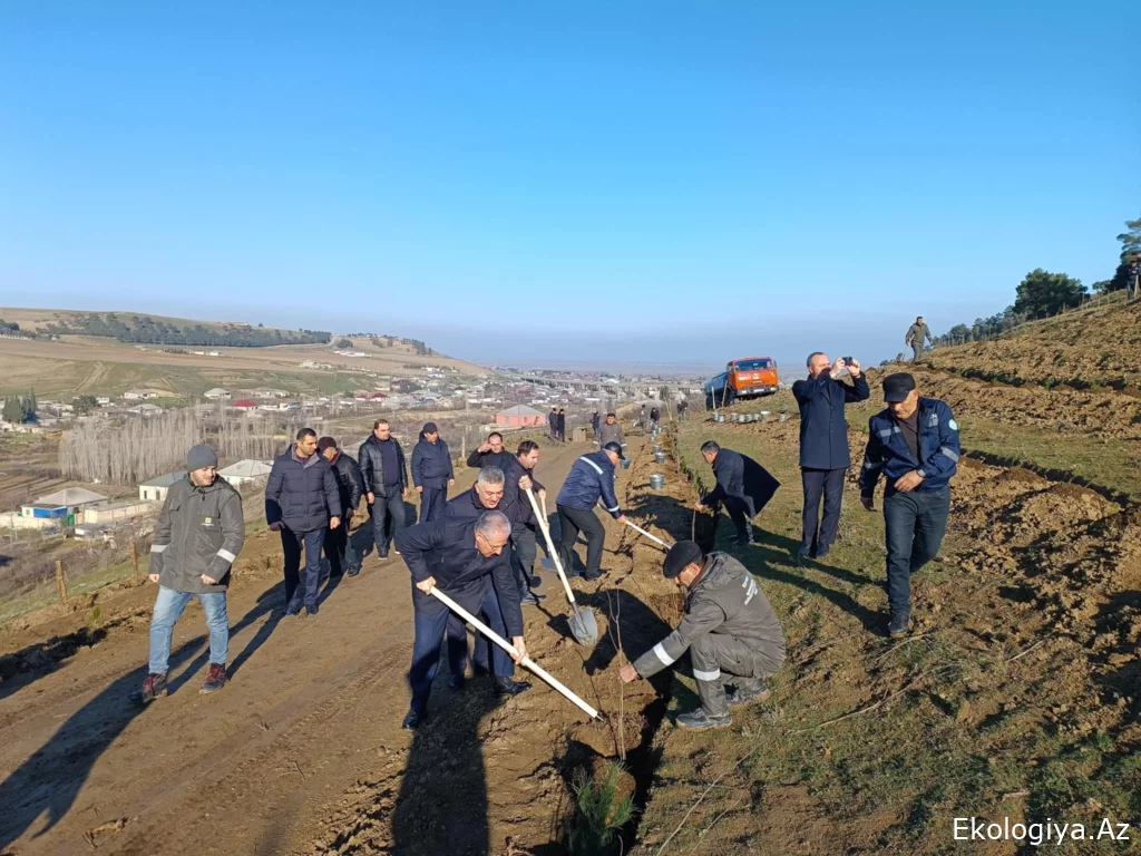 “Yaşıl dünya naminə həmrəylik ili” çərçivəsində Şabranda ağacəkmə aksiyası keçirilib - FOTO