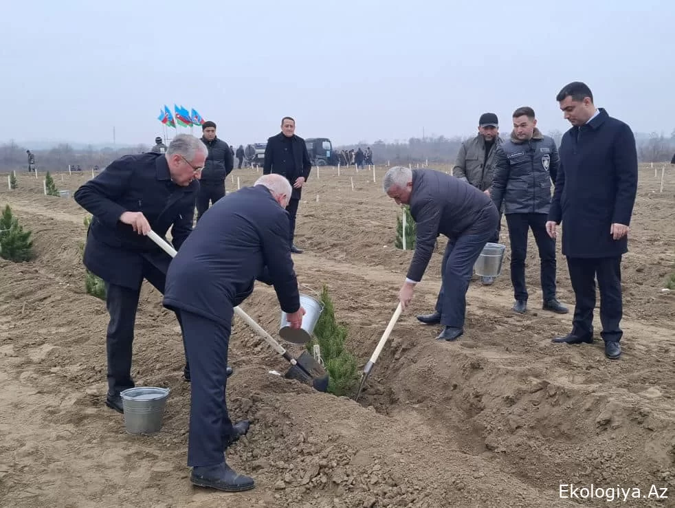 Ölkə ərazisində meşəbərpa tədbirləri  davam edir - FOTO