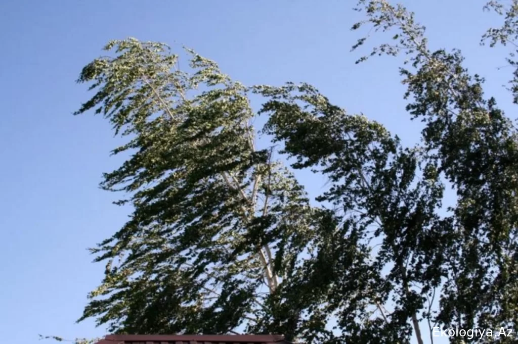 Bakıda və bölgələrdə küləkli hava şəraiti ilə bağlı sarı xəbərdarlıq verilib