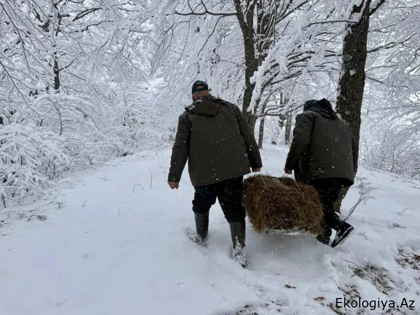 Xüsusi mühafizə edilən təbiət ərazilərində otyeyən heyvan və quşların yemə olan tələbatı qarşılanır
