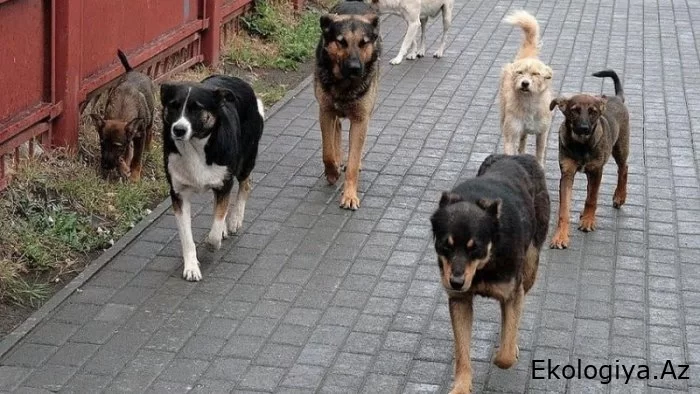 Küçələrdə dolaşan “dördayaqlı” təhlükə - necə qorunaq?