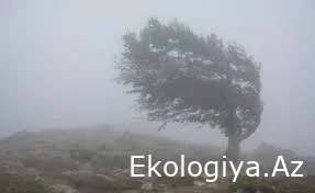 Növbəti iki gündə güclü külək əsəcək - XƏBƏRDARLIQ
