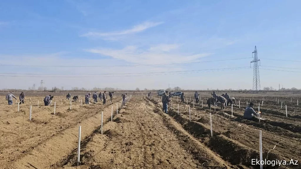 Xocalı soyqırımı qurbanlarının xatirəsinə meşə fondu torpaqlarında da ağacəkmə aksiyaları keçirilib - FOTO