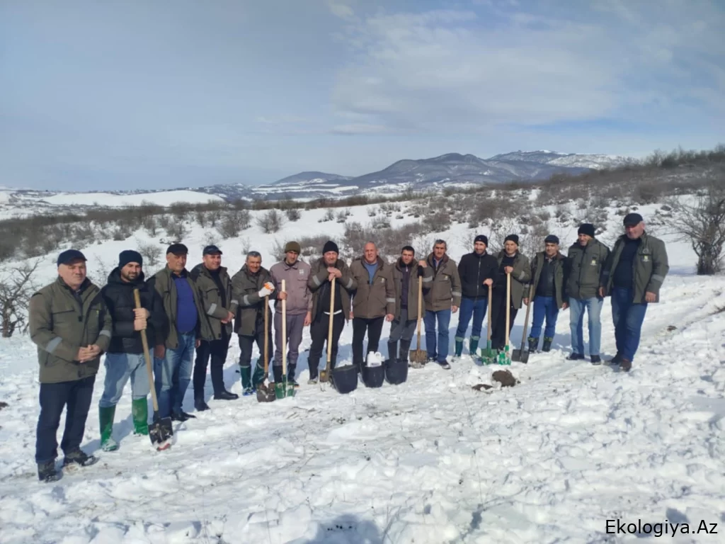 İsmayıllıda 1,0 ha ərazidə palıd toxumu səpilib - FOTO