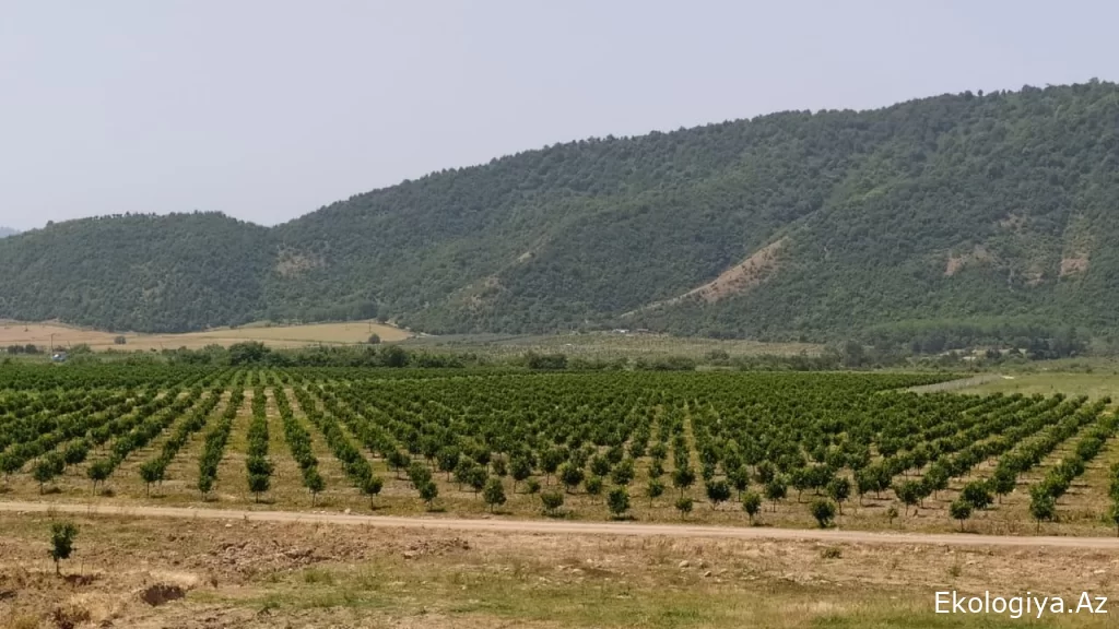 Torpaq sahələrinizi satmayın! – “Tezliklə elə bir şey olacaq ki…”
