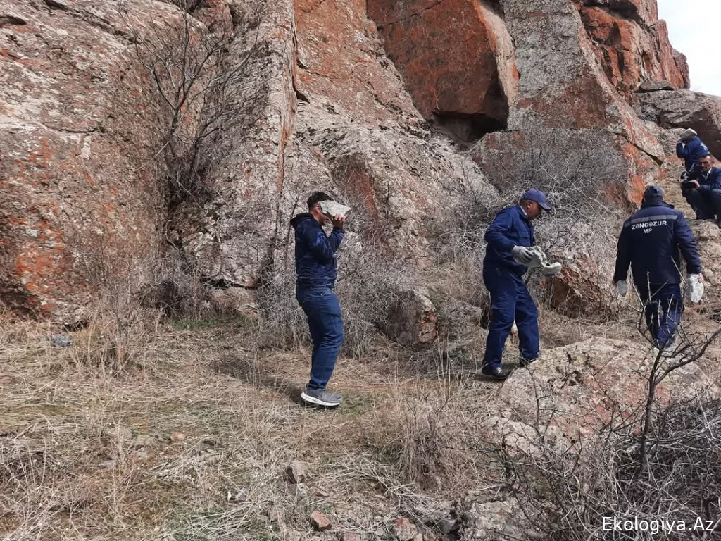 Yabanı fauna üçün dağlıq əraziyə 350 kiloqram daş duz dağıdılıb