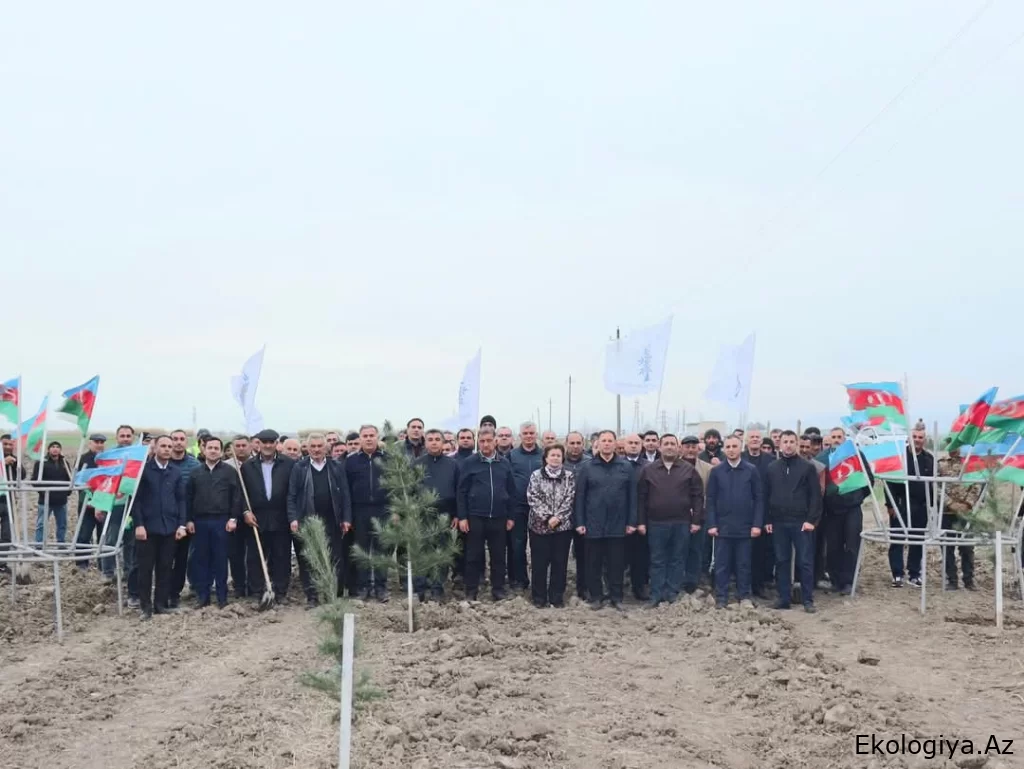 Samuxda ağacəkmə aksiyası keçirilib - FOTO