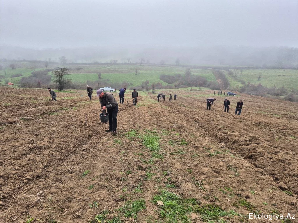 11 saylı Regional Meşə Təsərrüfatı bu əraziyə palıd toxumu səpib - FOTO