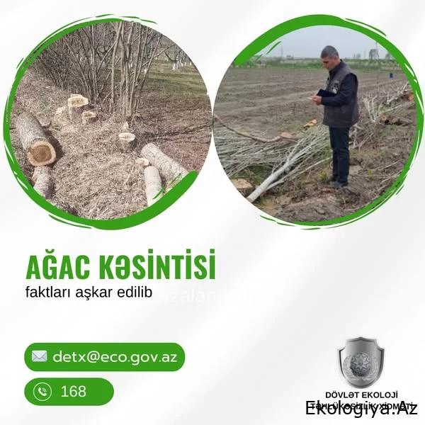 DETX bu rayonların inzibati ərazilərində yaşıllıqların məhv edilməsi faktı aşkarlayıb