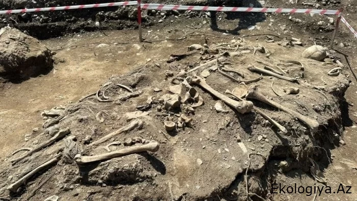 Ağdərədə insan sümüyünə bənzər skeletlər aşkarlandı