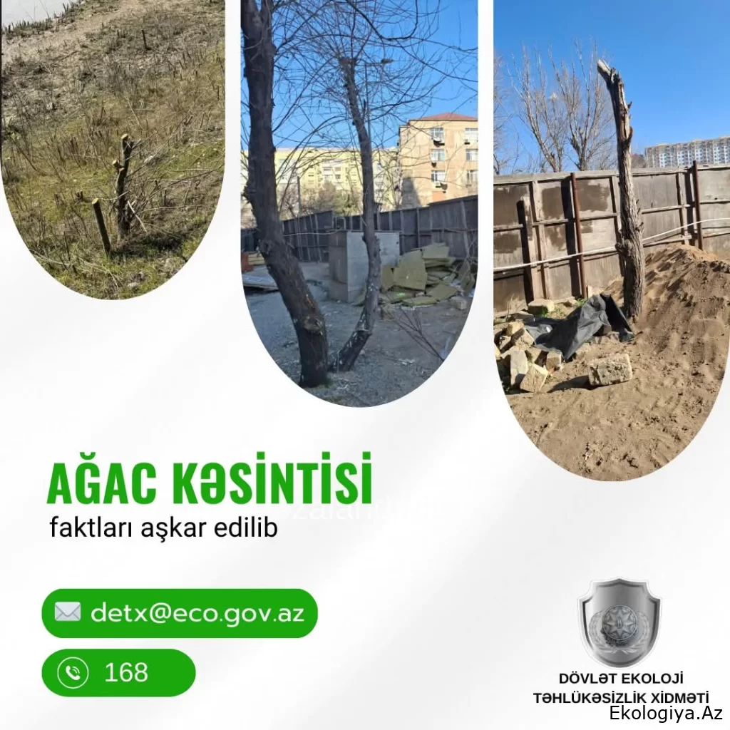 DETX bu rayonlarda yaşıllıqların qanunsuz kəsilməsi faktları aşkarlayıb