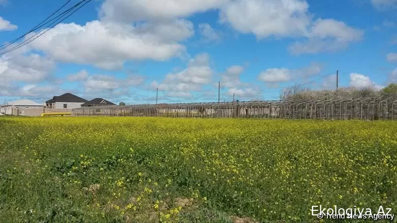 Ağalıda torpaqların əkin məqsədli istifadəyə verilməsi ilə bağlı icarə müqavilələrinin imzalanmasına başlanılıb