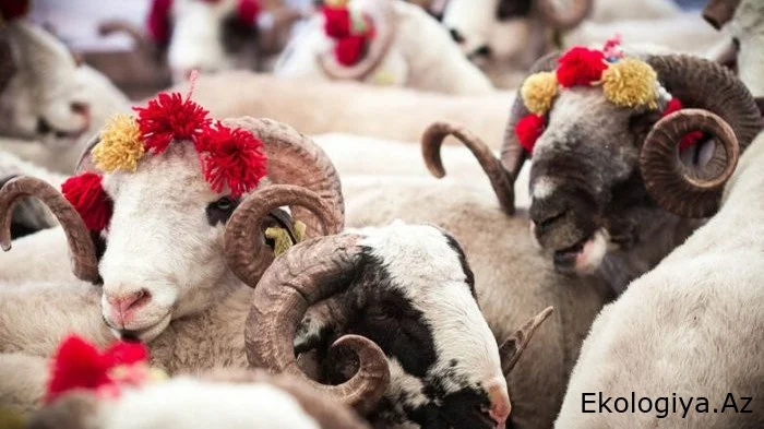 DİQQƏT! Qurban bayramı günlərində bunları QƏTİYYƏN ETMƏYİN!