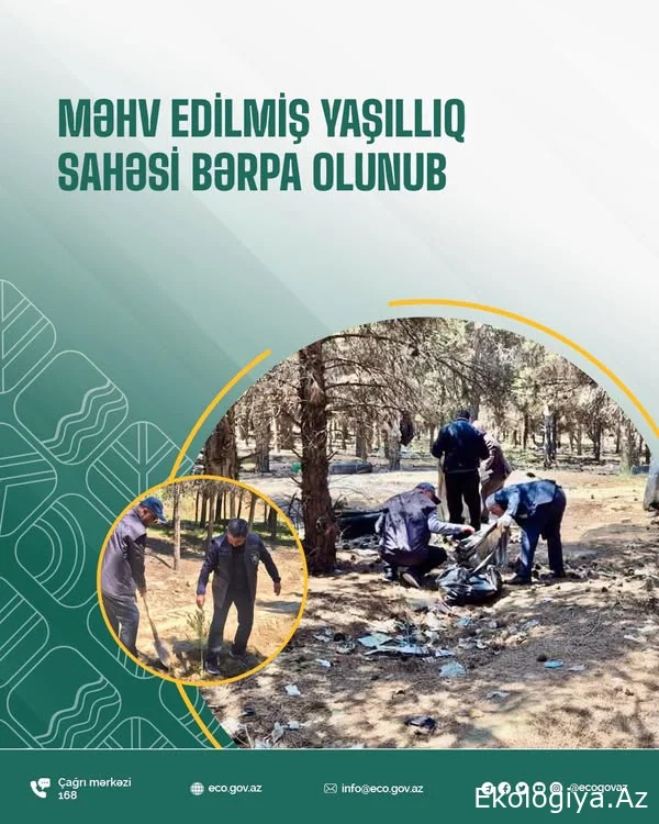 Məhv edilmiş yaşıllıq sahəsi bərpa olunub
