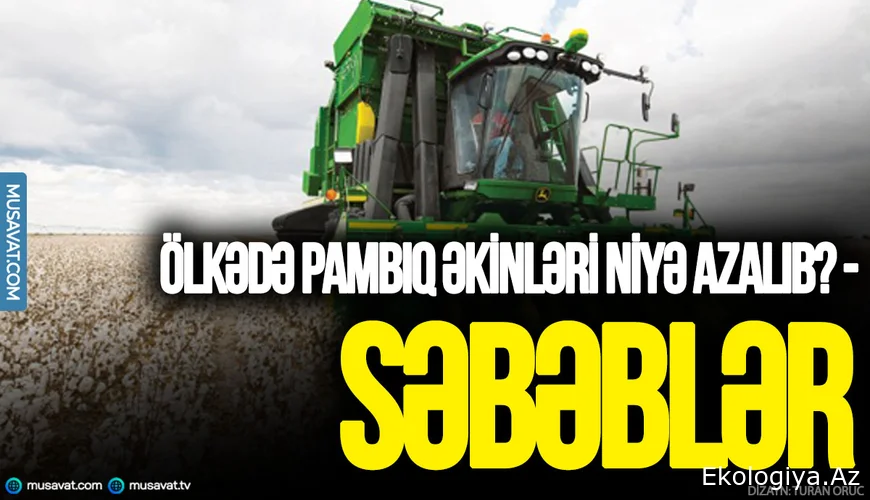Ölkədə pambıq əkinləri niyə azalıb? - Səbəblər