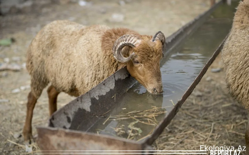 Cəlilabadda Qurban bayramı ilə əlaqədar bir kəsim yeri müəyyən olunub