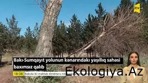 Bakı-Sumqayıt yolunun kənarındakı Şam ağacları kəsilib, yaşıllıq sahəsi baxımsız qalıb -VİDEO