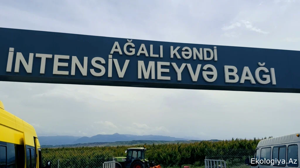 Ağalıda meyvə bağında ərik yığımı - FOTO