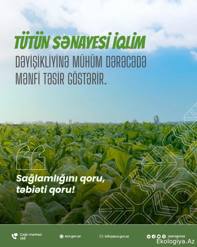 Tütün sənayesi insan sağlamlığını təhlükəyə atmaqla kifayətlənmir – ətraf mühitə və iqlimə də ciddi ziyan vurur!