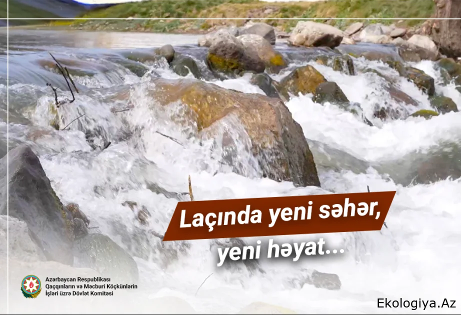 Laçında yeni səhər, yeni həyat... - VİDEO