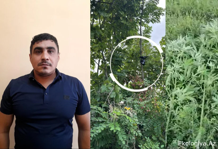 Göyçayda bağ sahəsini narkotik plantasiyasına çevirən şəxs tutulub