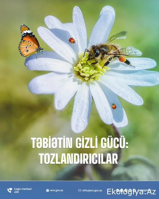 Təbiətin gizli gücü: Tozlandırıcılar