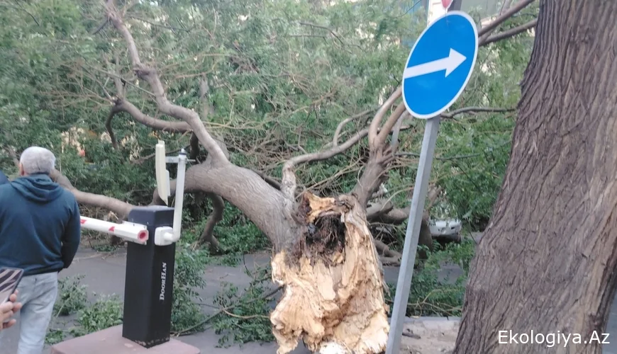Bakıda yaşlı qadın küləyin aşırdığı ağacın altında qaldı
