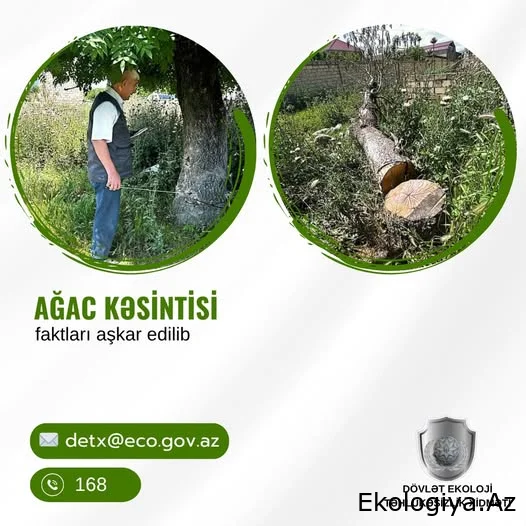 Bu rayonlar ərazisində yaşıllıqların məhv edilməsi faktı aşkarlanıb