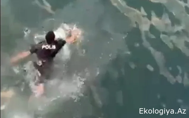 Polis özünü dənizə ataraq qadını xilas edib- Video