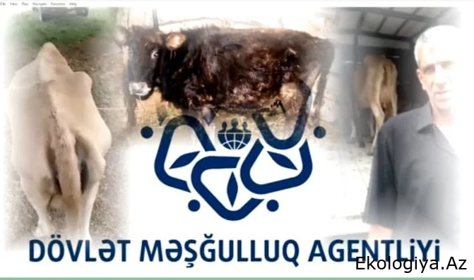 Dövlət Məşğulluq Agentliyindən vətəndaşa verilən yararsız heyvanla bağlı açıqlama – VIDEOREPORTAJ