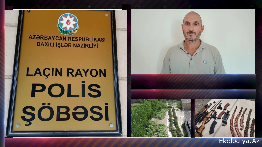 Polis Laçında əməliyyat keçirdi: 300-ə yaxın çətənə bitkisi və silah-sursat aşkarlandı