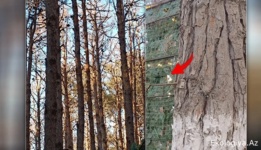 Xırdalan şəhəri Heydər Əliyev parkında yerləşən çay evlərindən kütləvi ŞİKAYƏT