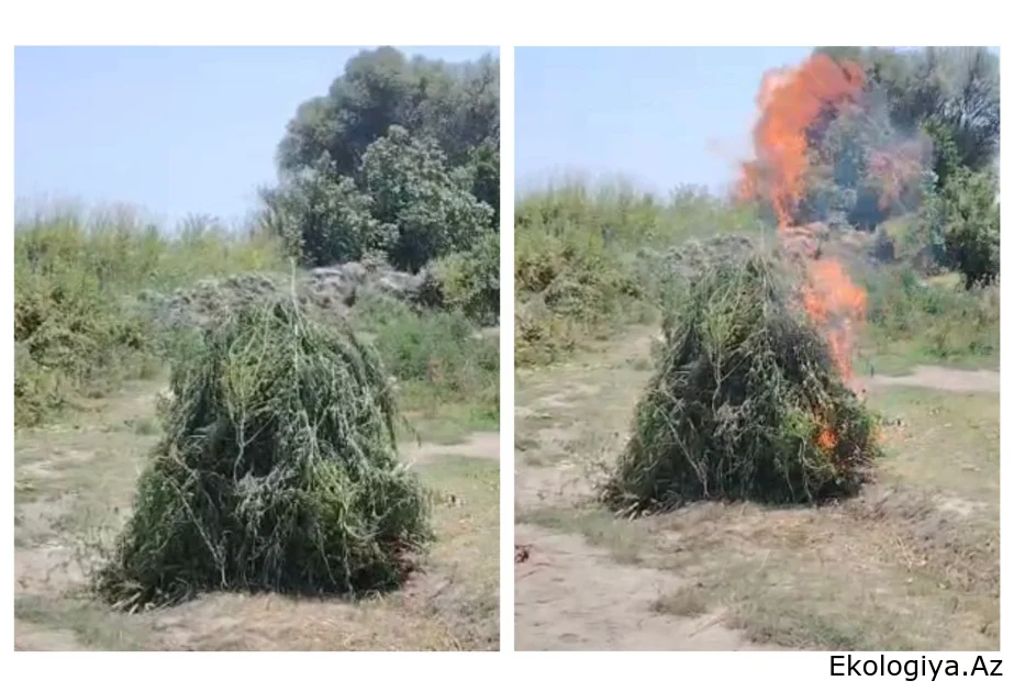 Ucarda yabanı halda bitən çətənə bitkiləri məhv edilib