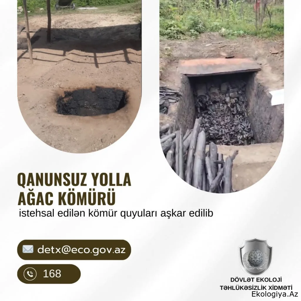 Bu rayonlarda qanunsuz yolla ağac kömürü istehsal edilən kömür quyuları aşkar olunub