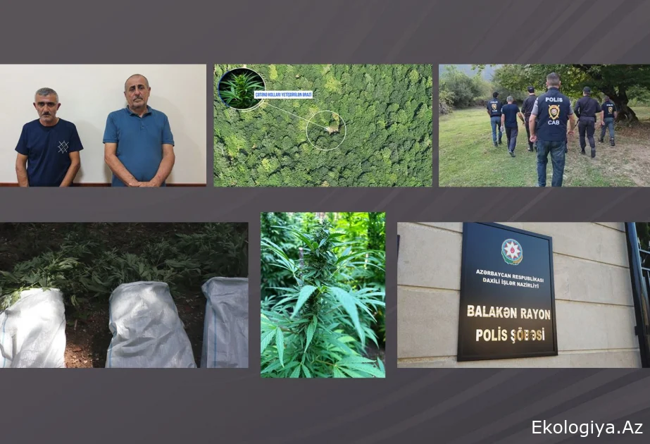 DİN: Balakəndə dağlarda narkoplantasiya salan silahlı şəxslər saxlanılıb