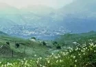 Göygöldə meşələrin mühafizəsi gücləndirilib - 70 mindən çox ağac əkilib