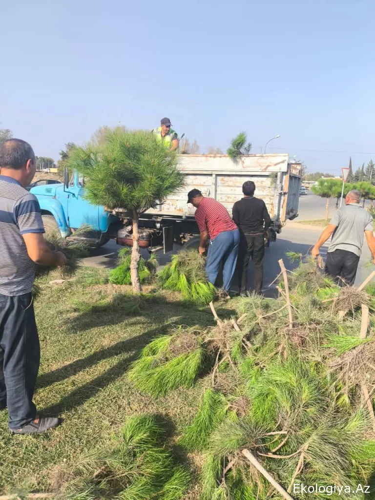 Beyləqan rayonunda abadlıq işləri davam etdirilir