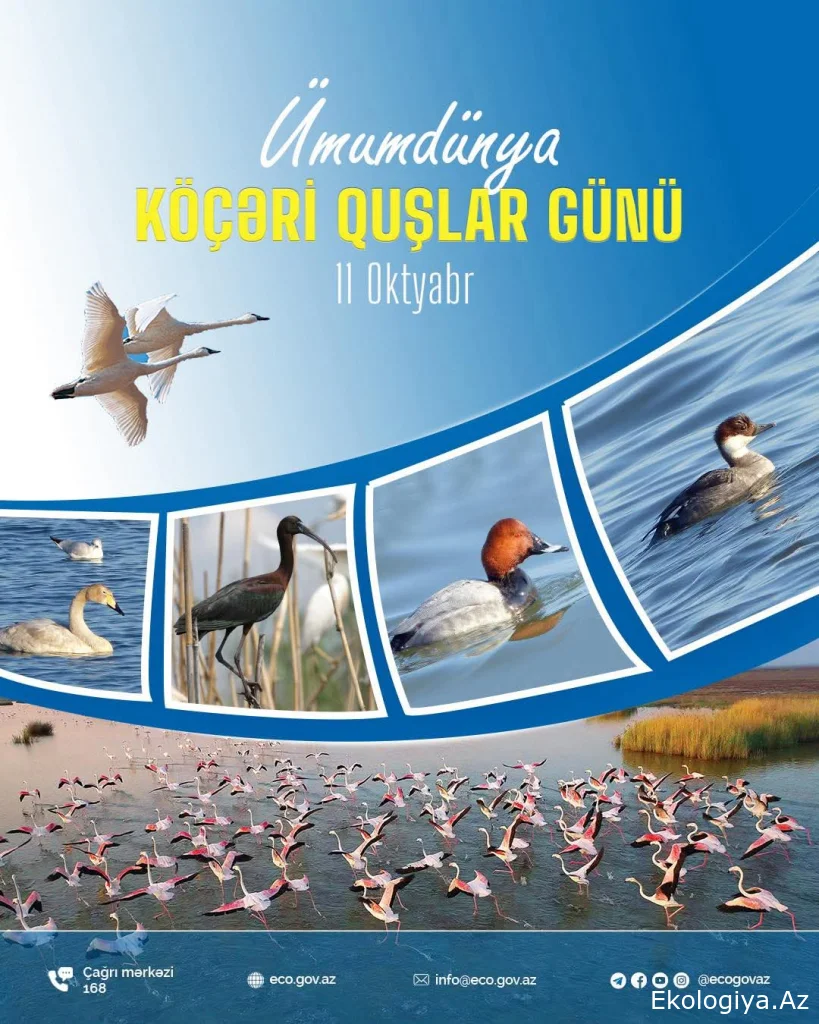 Bu gün Ümumdünya Köçəri Quşlar Günüdür