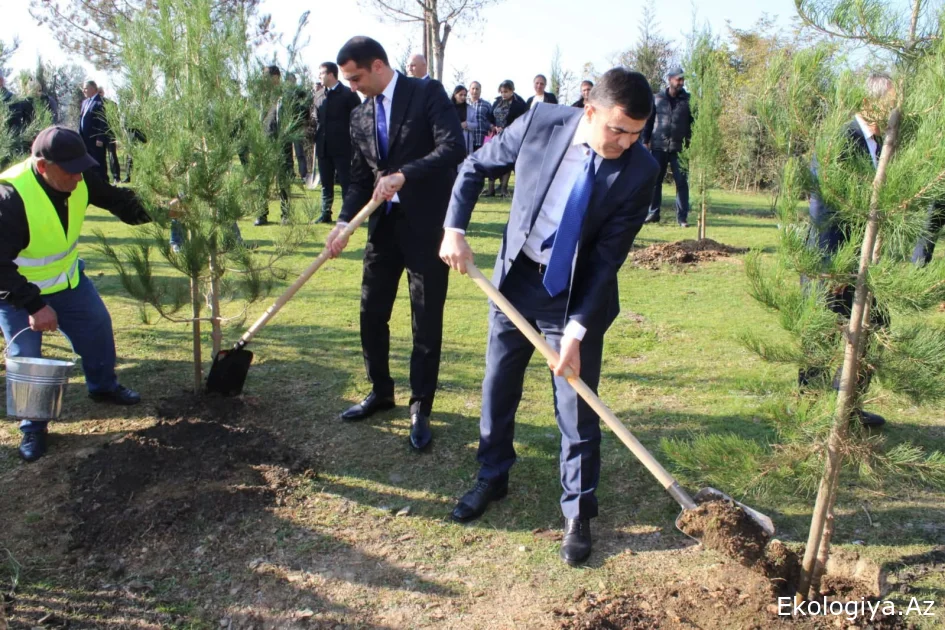 Balakəndə ağacəkmə aksiyasında 1300-dən çox ting əkilib