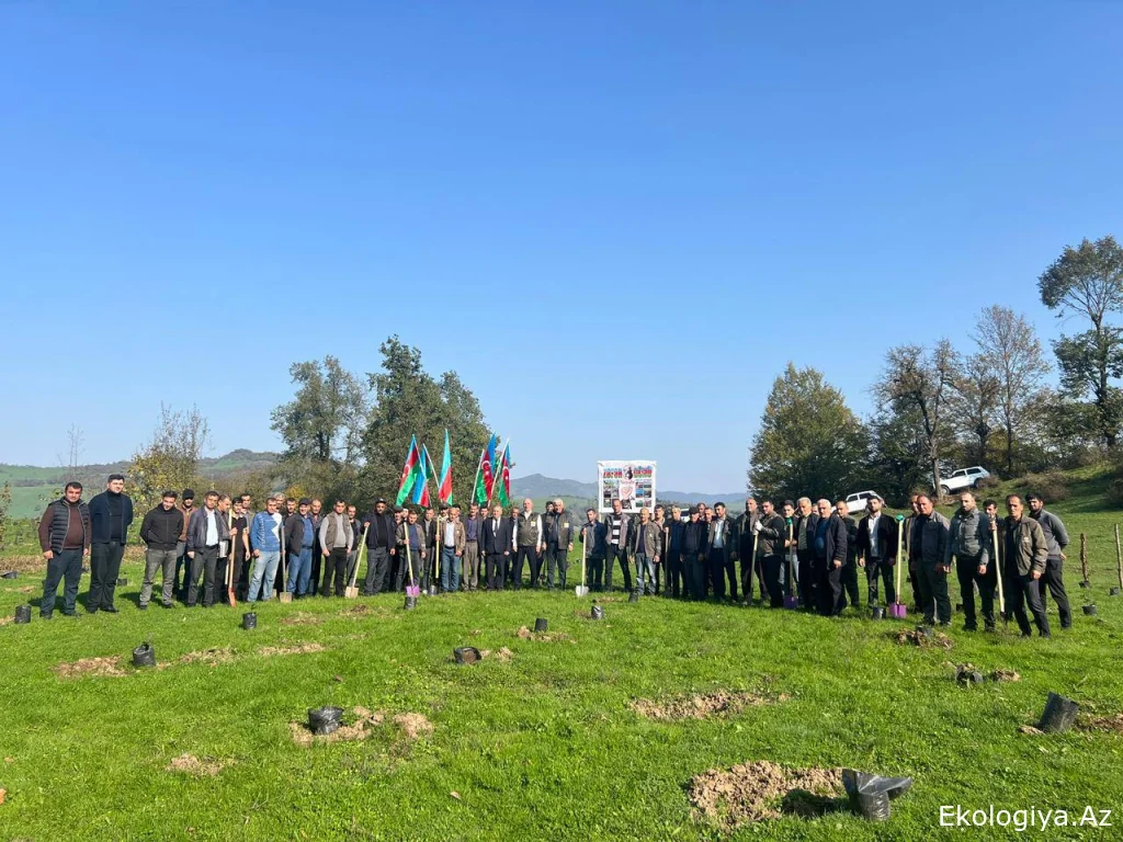 1 saylı Regional Meşə Təsərrüfatı Mərkəzi Zəfər Günü münasibəti ilə ağacəkmə aksiyası keçirib - FOTO