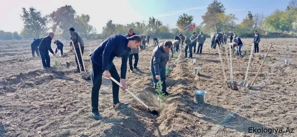 “Gələcəyə nəfəs!” aksiyası çərçivəsində bir gündə 111 111 ağac əkilib