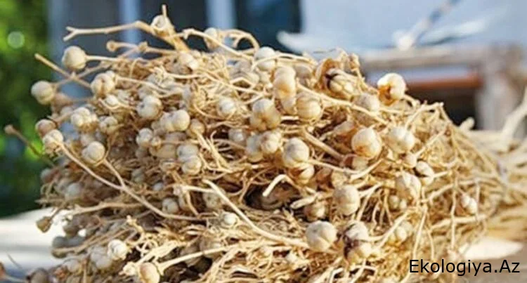 Nazirlikdən üzərlik bitkisi ilə bağlı təcili XƏBƏRDARLIQ