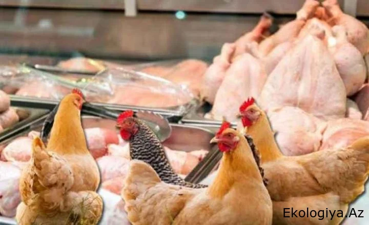 Türkiyədən QADAĞA: Azərbaycanda toyuq bahalaşacaq?