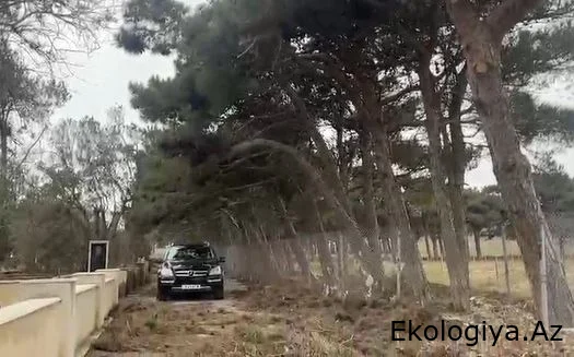 Zığ qəbiristanlığında böyük təhlükə