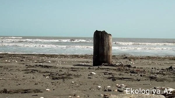 Xəzərdə ekoloji fəlakət: suitilər və balıqlar kütləvi şəkildə tələf olur