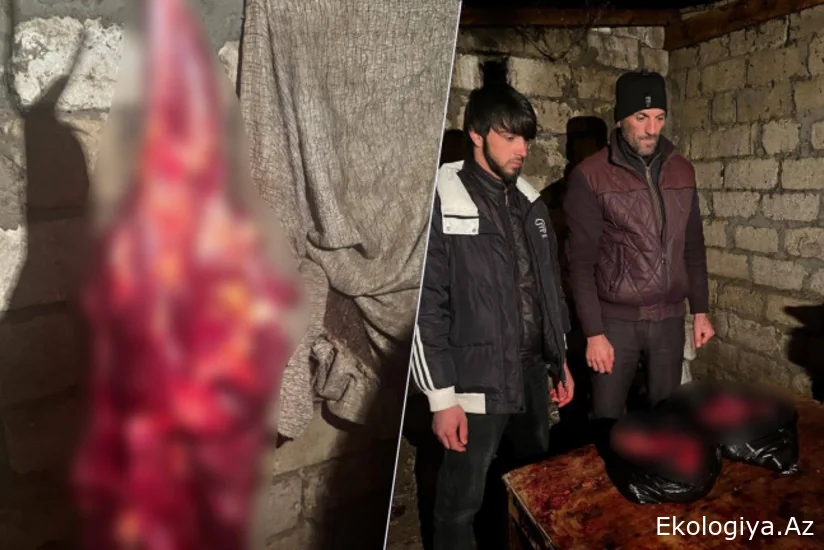 Tərtərdə 150 kq-a yaxın yararsız at ətinin satışa çıxarılmasının qarşısı alınıb