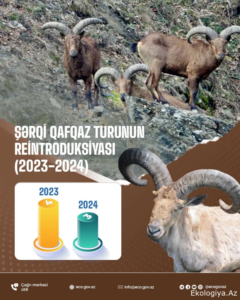 Şərqi Qafqaz turu populyasiyasının bərpası biolji müxtəlifliyin qorunması və nadir növlərin təbii yaşayış mühitinə qaytarılması prosesidir